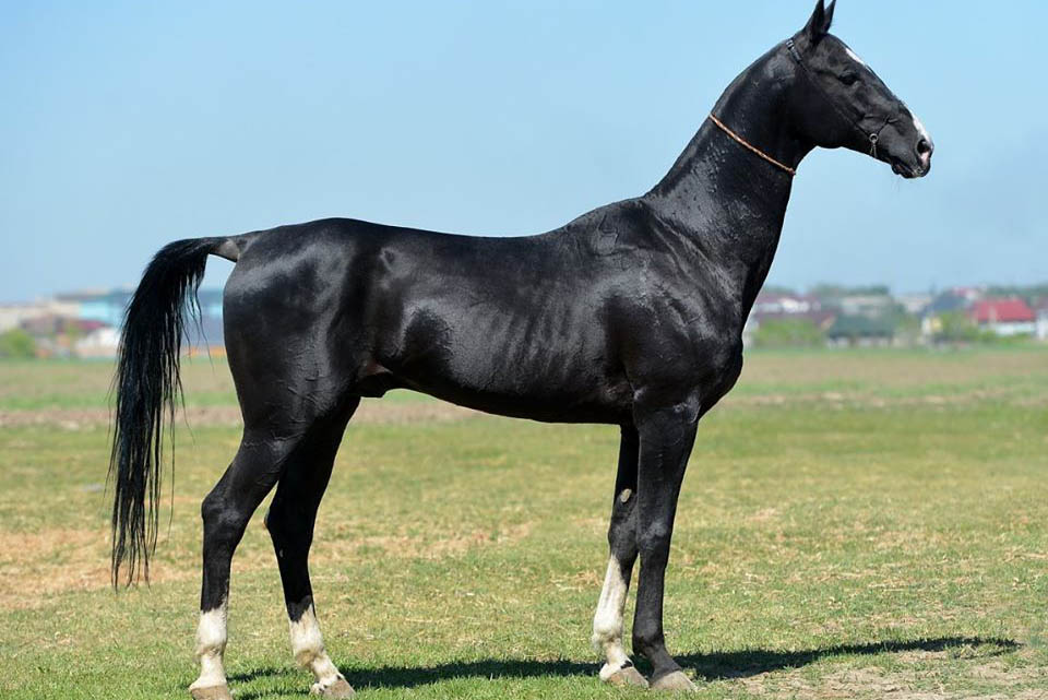 Ngựa Ferghana – Hãn huyết bảo mã, giống ngựa ra mồ hôi đỏ như máu huyền thoại