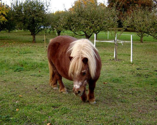Ngựa Shetland - Loài ngựa lùn độc nhất thế giới