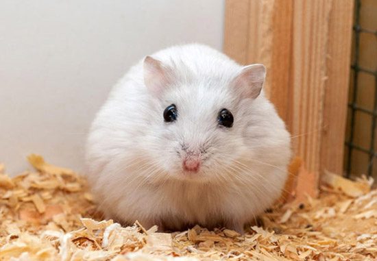 Hamster là loài nghiện rượu nhất thế giới động vật